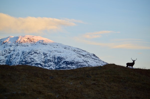red deer stag Glen Coe Scotland