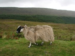 sheep-108422_1280